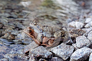 Frogs mate in the sun on the rocky shore of the lake