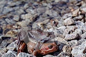 Frogs mate in the sun on the rocky shore of the lake