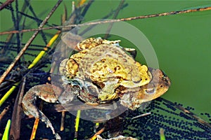 frogs during mating