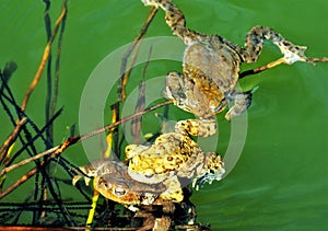 frogs during mating