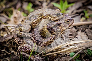 Frogs mating on ground