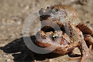 Frogs mating season