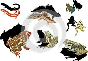 Frogs and newts on white background