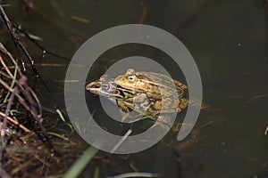 Frogs in a pond