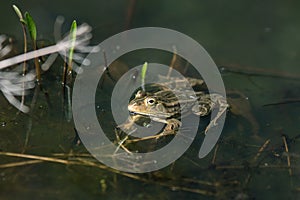 Frogs in a pond