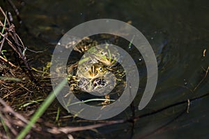 Frogs in a pond