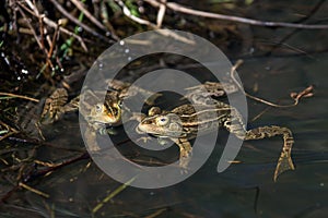 Frogs in a pond