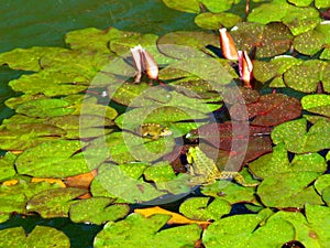 Frogs in the pond photo