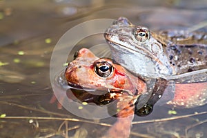 Frogs in the pond