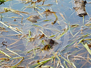 frogs in the pool