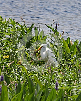 Frogs are the prey of Great White Egrets