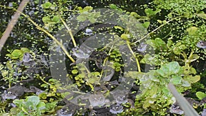 Frogs (Rana temporaria) in the frame