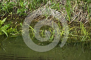 Frogs sit camouflaged at the spawning place on the shore in the reeds