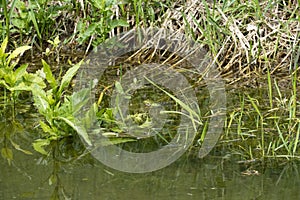 Frogs sit camouflaged at the spawning place on the shore in the reeds