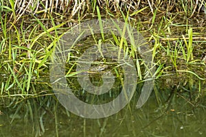 Frogs sit camouflaged at the spawning place on the shore in the reeds