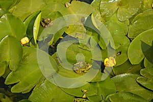 Frogs sit on leaves of burdock