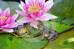 Frogs sit on lilly pad among flowers. photo