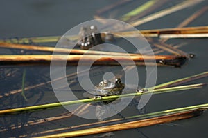 Frogs with spawn photo
