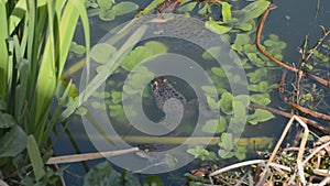 Frogs and spawn in garden pond