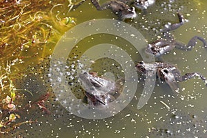 Frogs and spawn on natural pond