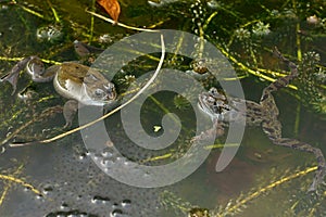 Frogs with Spawn in a Pond