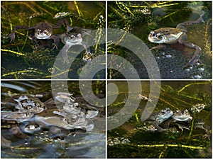 Frogs with Spawn in a Pond