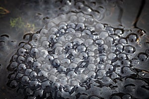 Frogs spawn in pond
