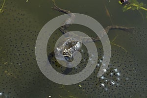 Frogs and spawn on pond