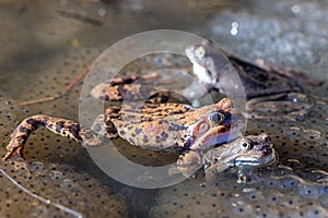 The frogs in spawn in the pond, springtime