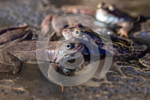 The frogs and spawn in the pond, springtime