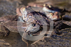 The frogs and spawn in the pond, springtime