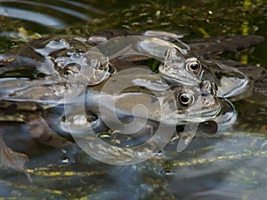 Frogs spawning in a Pond