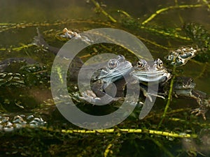 Frogs spawning in a Pond