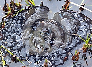 Frogs spawning in a Pond