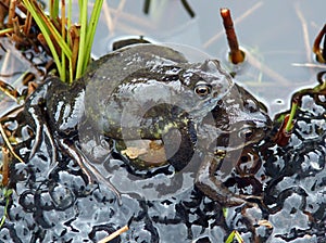 Frogs spawning in a Pond