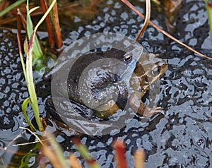 Frogs spawning in a Pond