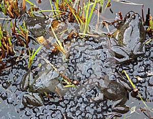 Frogs spawning in a Pond