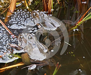 Frogs spawning in a Pond