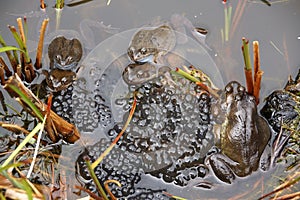 Frogs spawning in a Pond