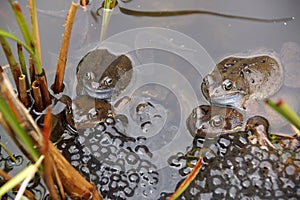 Frogs spawning in a Pond