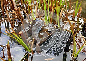 Frogs spawning in a Pond