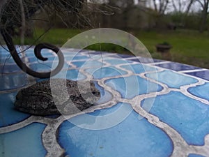 Frogs in Spring Close-up