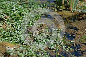 Frogs sunbathing by the lake