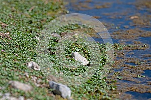 Frogs sunbathing by the lake