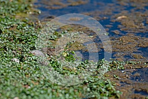 Frogs sunbathing by the lake