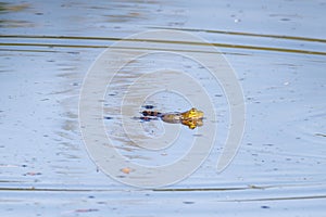frogs swimming on the lake surface