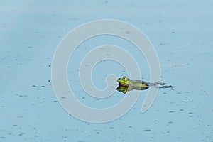 frogs swimming on the lake surface