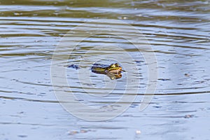 frogs swimming on the lake surface