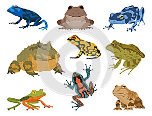 Frogs and toads, amphibian animals species collection. Various types of froggies. Exotic tropical reptiles. Flat vector