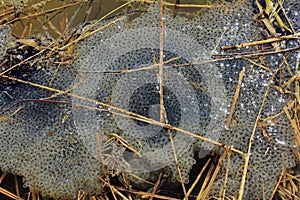 Frogs and toads spawn in a lake